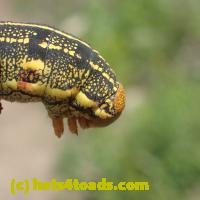 /home//u458753944/public_html/sourcegallery///Insects and small critters/butterflies and moths (Lepidoptera)/P4140353.JPG